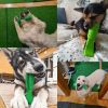 Rubber Dog Chew Toys Dog toothbrush Pet mint Toy Brushing Puppy Teething Brush for Doggy Pets Oral Care Stick for Dog Supplies - Green