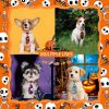 Halloween Dog Accessoires Small Dog Bow Tie Skull Pet Supplies Dog Bows Pet Dog Bowtie/ Neckties Small Dog Hari Bows - 8