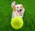 9.5 inch big tennis pet bite toy big inflatable tennis supplies outdoor cricket - Green